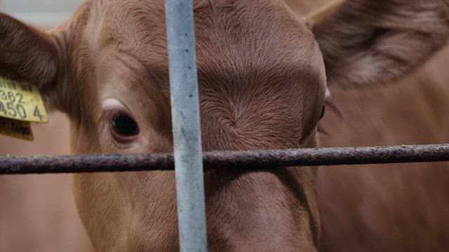 우리 바깥을 바라보는 소의 눈망울