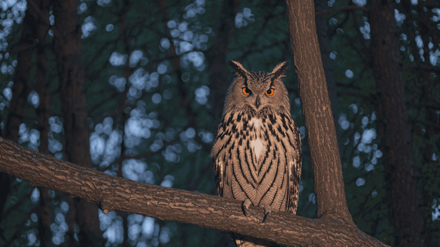 Owl sitting on tree branch in forest.
