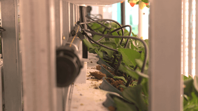 Hydroponic smart farm where plants grow