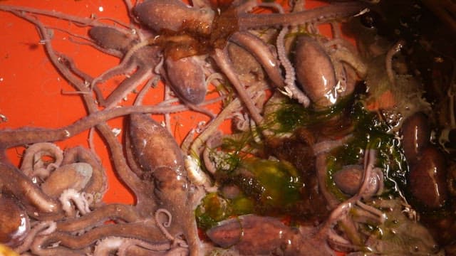 해초와 함께 빨간 양동이에 있는 낙지