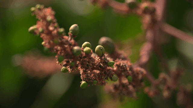 Mango tree with small buds