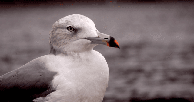 진흙 해안에 서 있는 갈매기