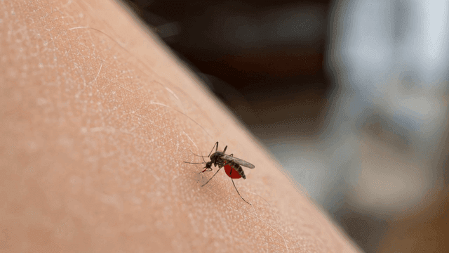 Mosquitoes sitting on human skin