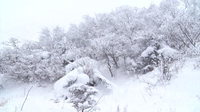 눈 덮인 고요한 숲