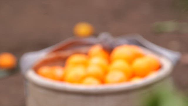 땅에 놓인 신선한 귤 자루