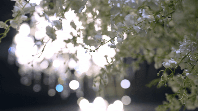 Delicate white flowers with soft bokeh