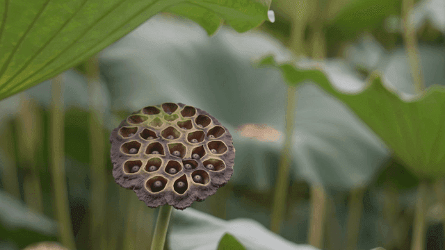 녹색 잎 사이의 연꽃 씨앗 꼬투리
