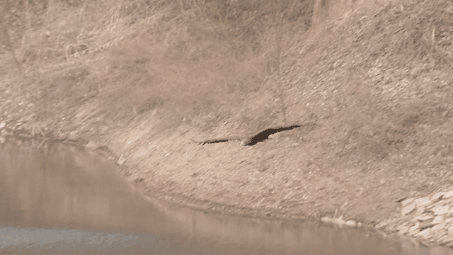 Flying over winter dry forest and lake the white-tailed eagle