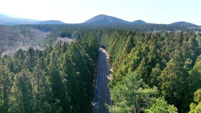 울창한 숲을 가로지르는 도로