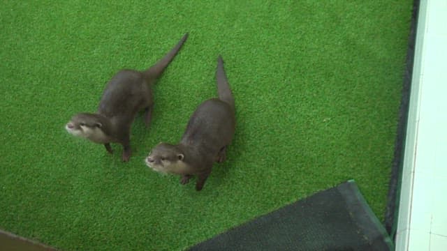 Otters standing on two feet and looking at the same place