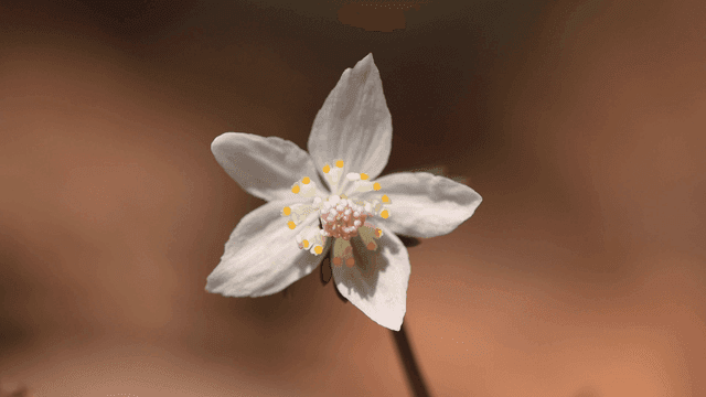 Delicate white flower that has fully bloomed