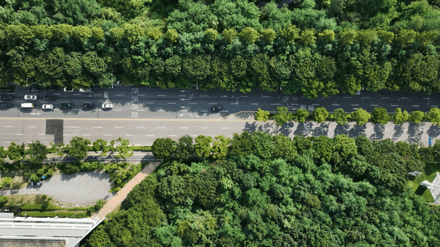 Road surrounded by green trees