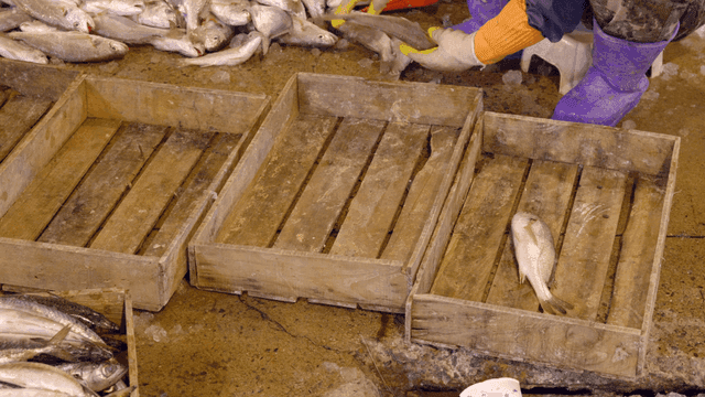 Merchants sorting fish in wooden boxes