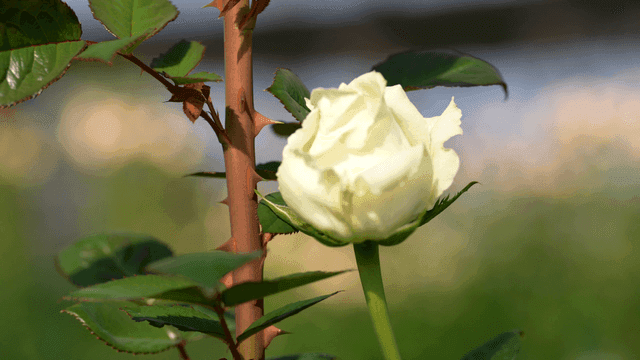 White roses blooming in garden