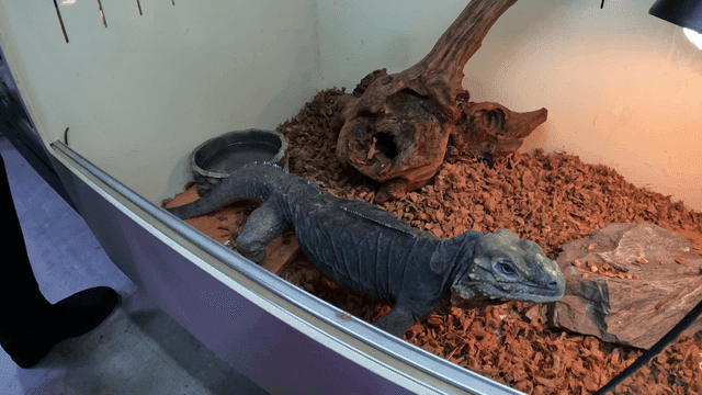 Lizard in a terrarium with wood chips