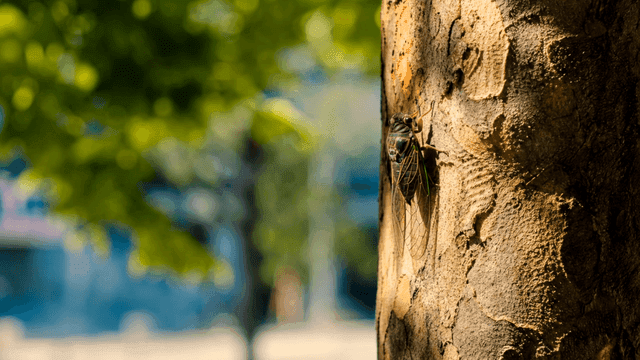 Cicada sitting on tree