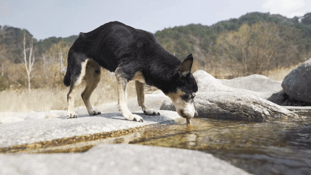 개가 시냇가에서 물을 마시는 모습