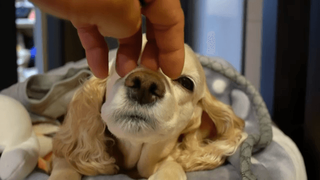 실내에서 코카스파니엘을 부드럽게 쓰다듬는 모습