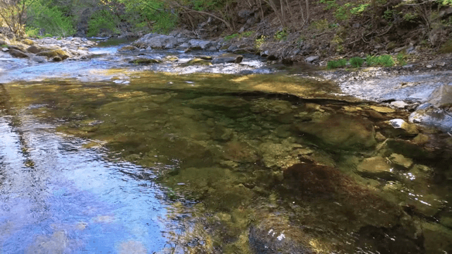Clear stream flowing through a forest