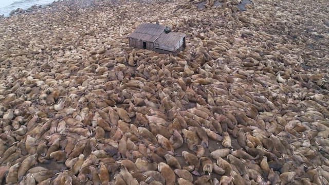 작은 오두막 주변에 모인 수많은 바다코끼리