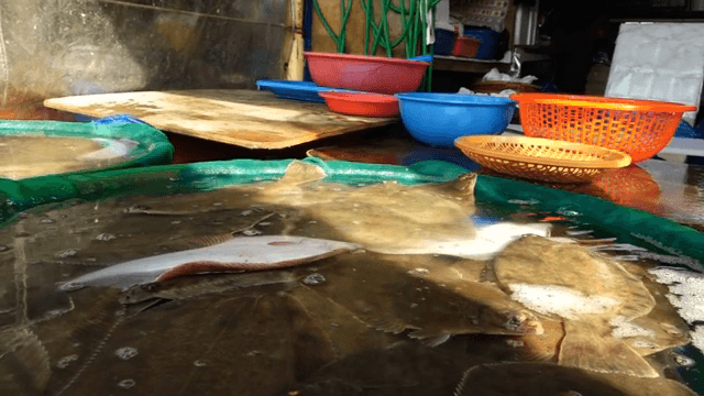 시장 수조에서 헤엄치는 물고기