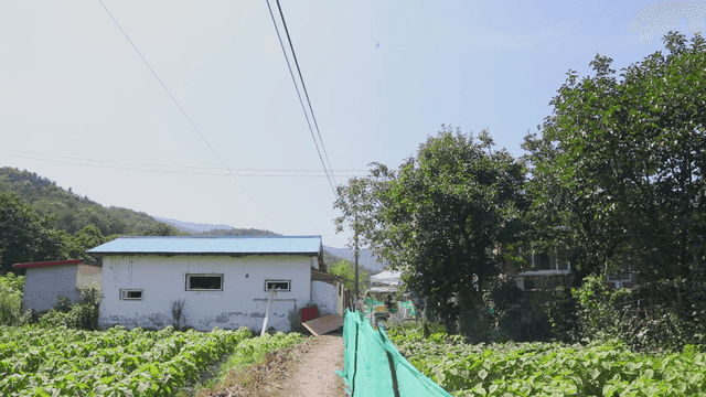 작은 집과 작물이 있는 시골 농장