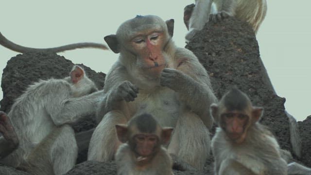 Monkeys Resting on a Stone Structure in Ancient Temple