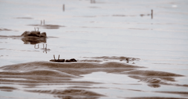 진흙 해안에서 움직이는 게들