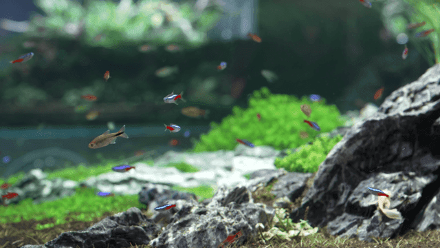 Colorful fish swimming in aquarium with plants
