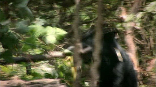 Bear in its Natural Habitat in the Forest