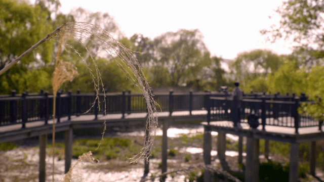 나무가 무성한 공원 위 다리에 서있는 사람