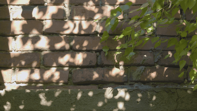 Brick wall with leaves casting shadows