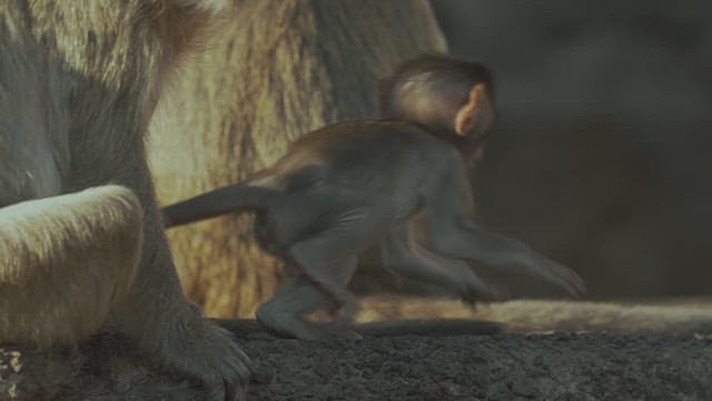 Baby Monkey Playing Next to Its Mother