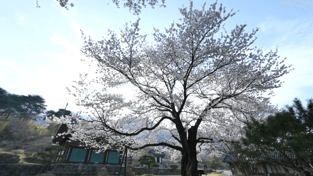 전통 사찰에서 만개한 벚꽃