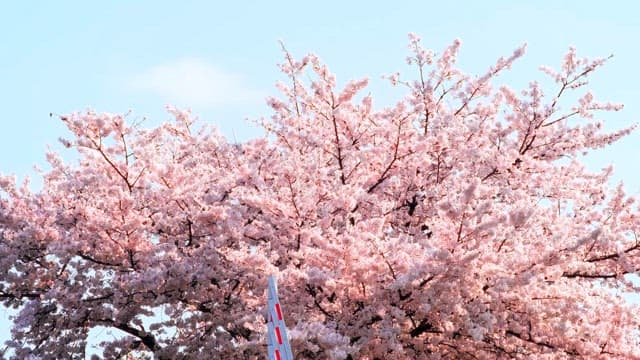 Cherry Blossoms in Full Bloom Against Sky