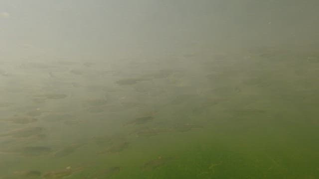 물속에서 평온하게 헤엄치는 물고기 떼