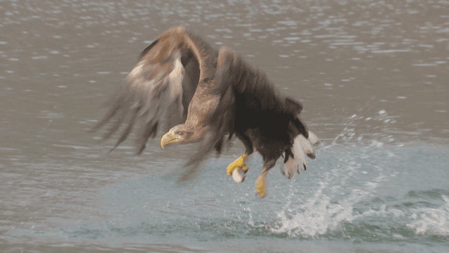 Fish caught from water by eagle