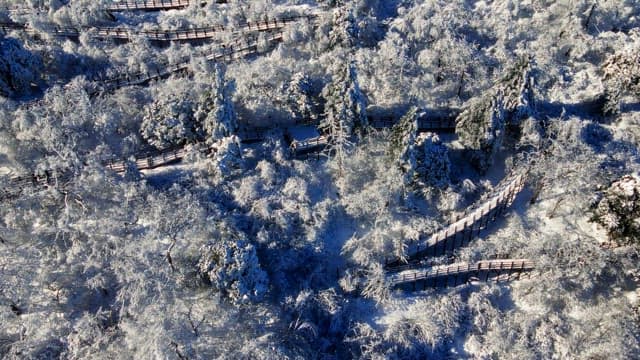 나무들 사이로 구불구불 이어진 목재 산책로들이 있는 눈 덮인 숲