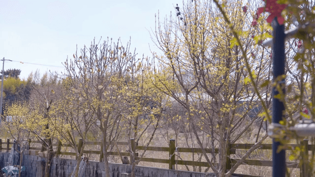 Trees with budding leaves in spring