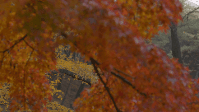 Autumn leaves in a serene forest