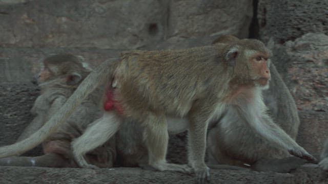 Monkeys Walking on a Stone Structure in Ancient Temple