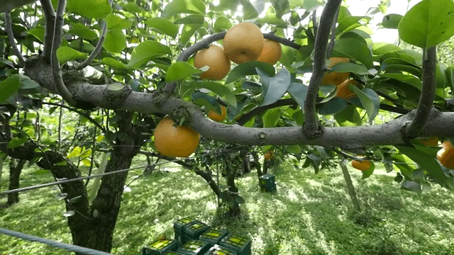 과수원에서 나무 가지에 매달린 배