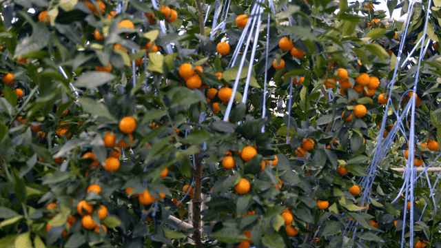 Ripe tangerine trees in greenhouse