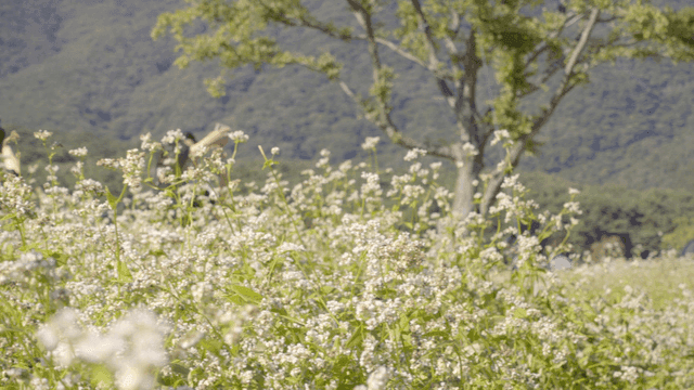 꽃밭과 배경의 사람들