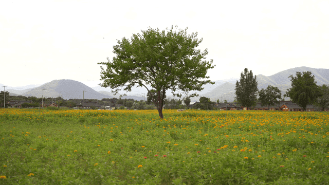 꽃이 가득찬 들판 가운데 풍성한 나무