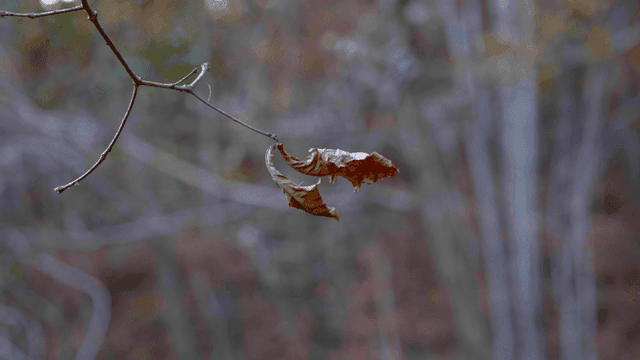 Single dry maple leaf hanging on branch