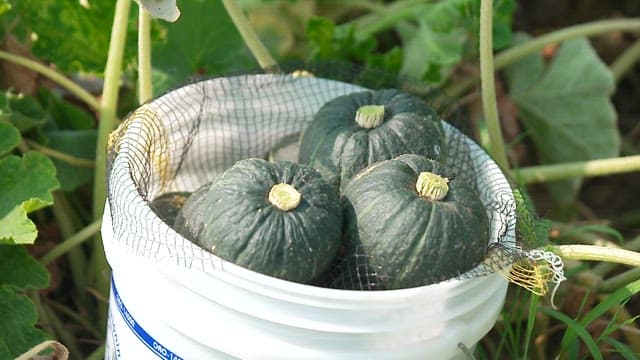 Green Pumpkins in a White Container