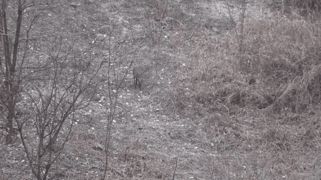 Deer walking in dry forest