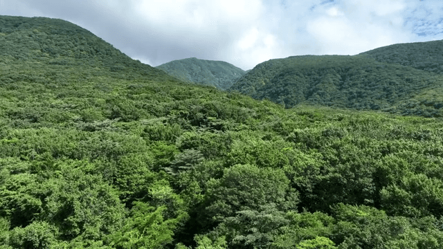 산을 배경으로 한 푸른 숲