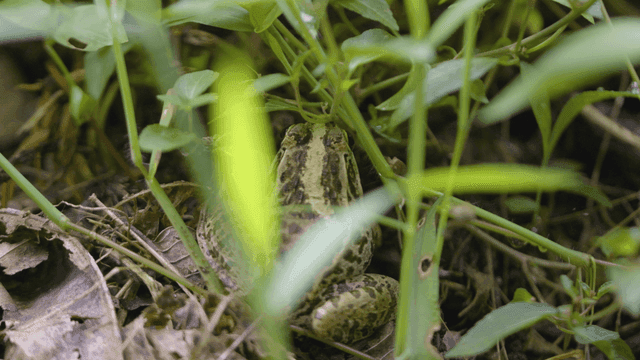 녹색 잎 사이에 위장한 개구리